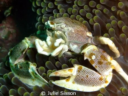 Porcelain crab perched with usual clown fish.  Beautiful ... by Julie Sisson 