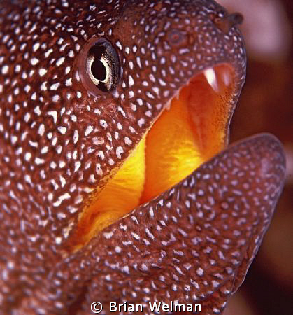 Starry Moray Close Up by Brian Welman 