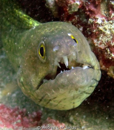 Moray, in need of some dental work... by Andres L-M_larraz 