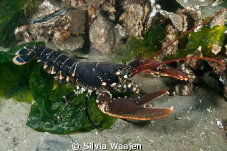 This image of a Lobster was taken on a day with very good... by Silvia Waajen 