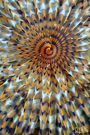 SYMMETRY. The feathers of a spiral worm, extended into th... by Arthur Telle Thiemann 