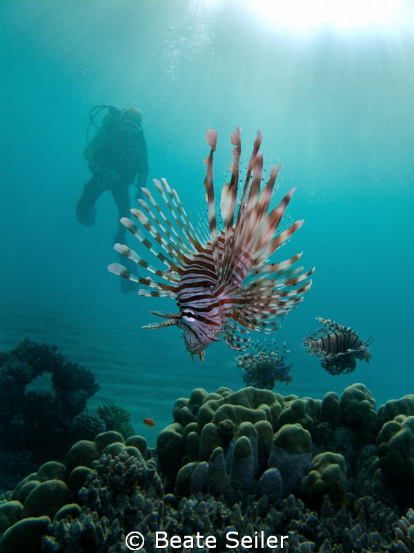 Lionfish with diver , taken with Canon G10 at El Quadim by Beate Seiler 