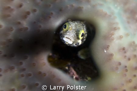 Another blenny smiling for the camera, note eyelashes abo... by Larry Polster 