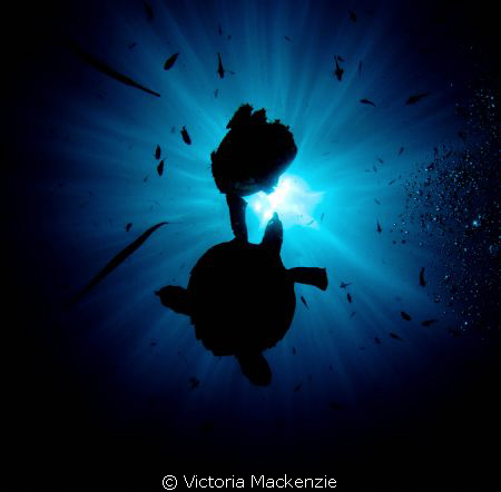 Hawksbill turtle having a munch on an unfortunate jellyfi... by Victoria Mackenzie 