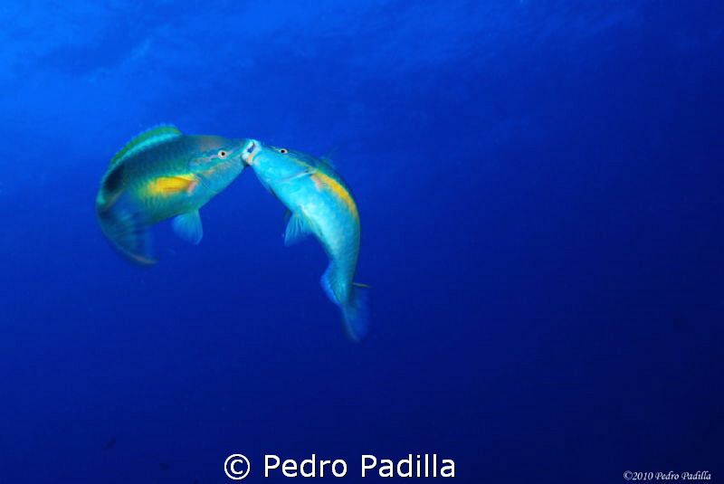 Parrots Fish in its ritual. Dive site "Plato",  Ponce Pue... by Pedro Padilla 