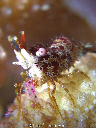Hello..
A marble shrimp.... by Lütfi Tanrıöver 