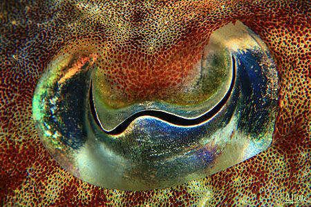 THE EYE. Eye of a cuttle fish. I found this girl putting ... by Arthur Telle Thiemann 