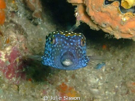 The site was Hin Daeng i followed this little box fish th... by Julie Sisson 