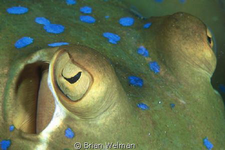 Blue Spotted Ribbontail Ray Close Up by Brian Welman 