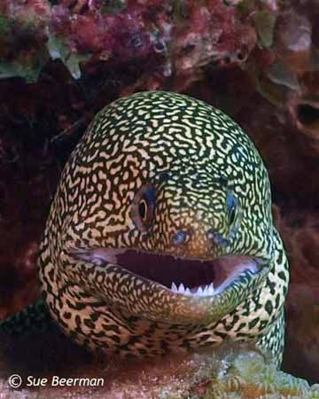 Goldentail Moray Eel in Bonaire by Susan Beerman 