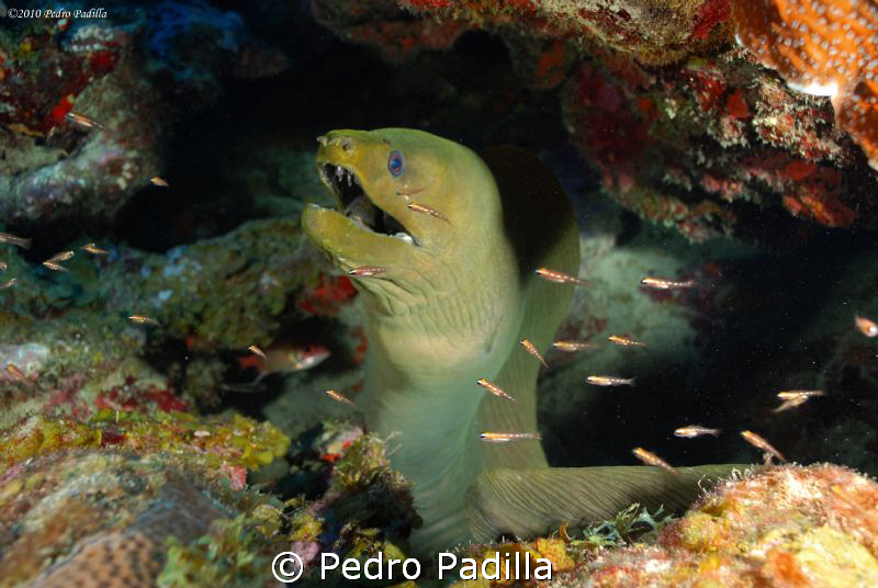 Green Moray sharing his cave with Glass Gobbys.
Nikon D8... by Pedro Padilla 