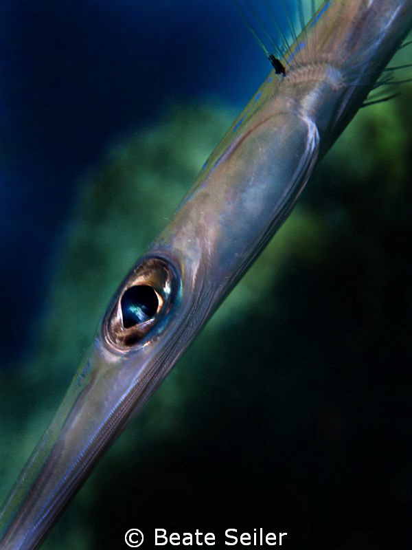 Trumpet Fish, Taken with Canon G10 and UCL165 by Beate Seiler 