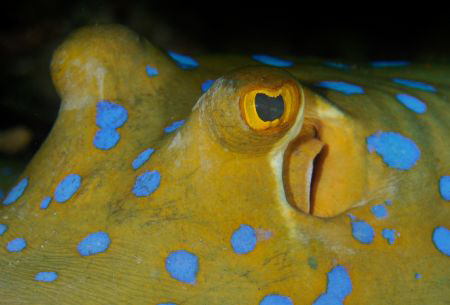 A Blue Spotted Ribbontail Ray at night inside a cargo hol... by Paul Colley 