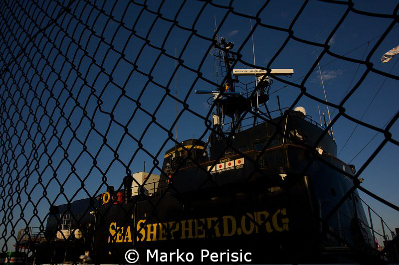 Behind the wire. The Sea Shepherds, Steve Irwin quarantin... by Marko Perisic 