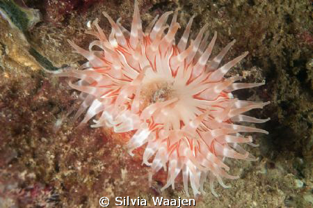 Dahlia anemone by Silvia Waajen 