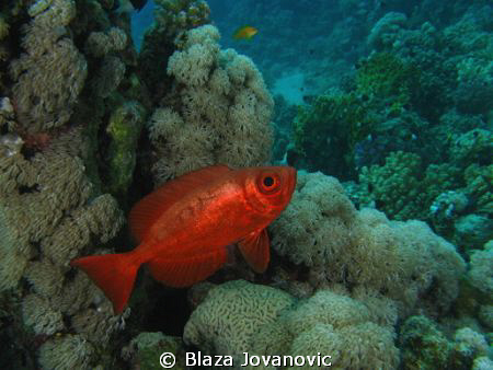 A common Red Sea bigeye on Marsa Shagra House reef, Egypt... by Blaza Jovanovic 