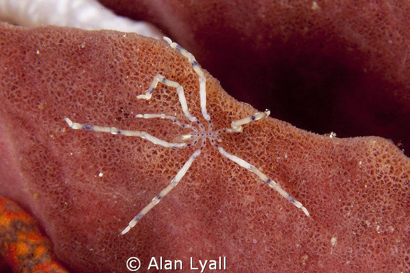 Sea spider (Endeis flaccida) by Alan Lyall 