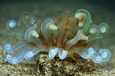 A night active tube anemone. There's a large field of the... by Arthur Telle Thiemann 