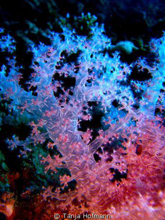 Beautiful softcoral in Marsa Alam, Egypt by Tanja Hofmann 