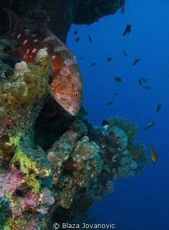 A coral grouper on Marsa Shagra Village house reef, Egypt... by Blaza Jovanovic 