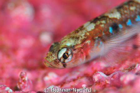 Close up of a goby resting on a pink bed. D300 in Aquatic... by Bjørnar Nygård 