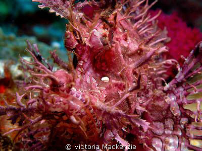 Lacy scorpion fish, my first one!! by Victoria Mackenzie 