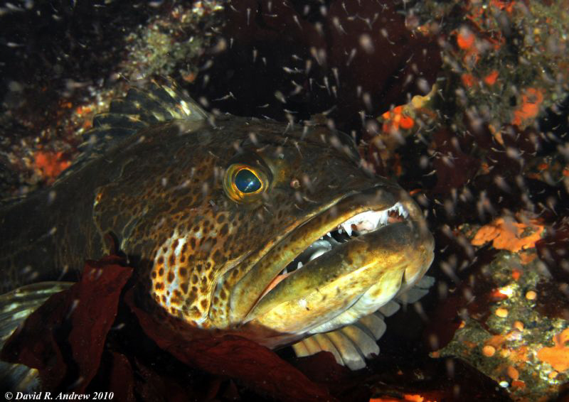 Lingcod (Ophiodon elongatus)  San Miguel Island with Krill by David Andrew 