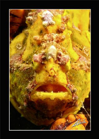 Giant Frog Fish in Kapalai House reef by Adriano Trapani 