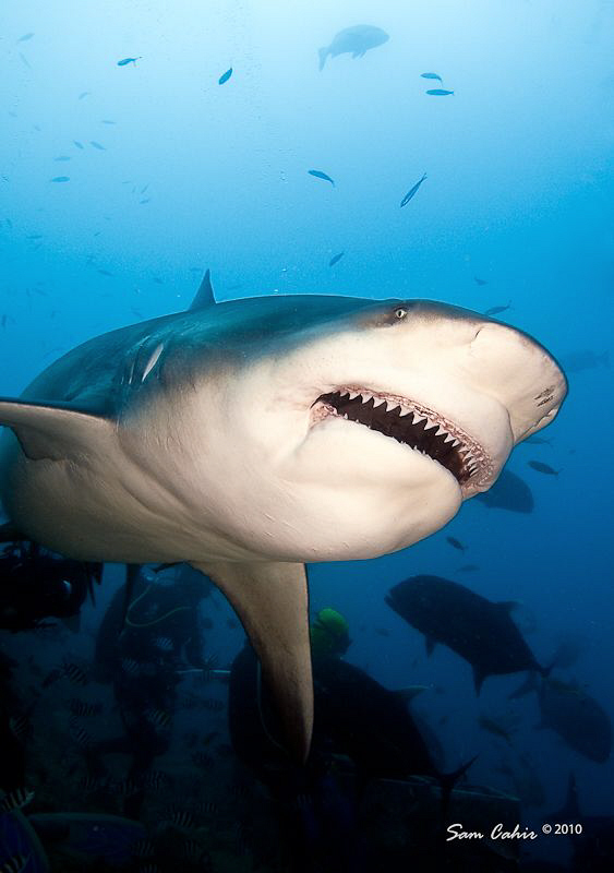Feb-March in Fiji brings the hungry female bull sharks ba... by Sam Cahir 