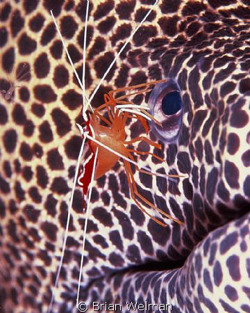 "Eye to Eye"
Cleaner Shrimp on Honeycomb Moray eyeing a ... by Brian Welman 