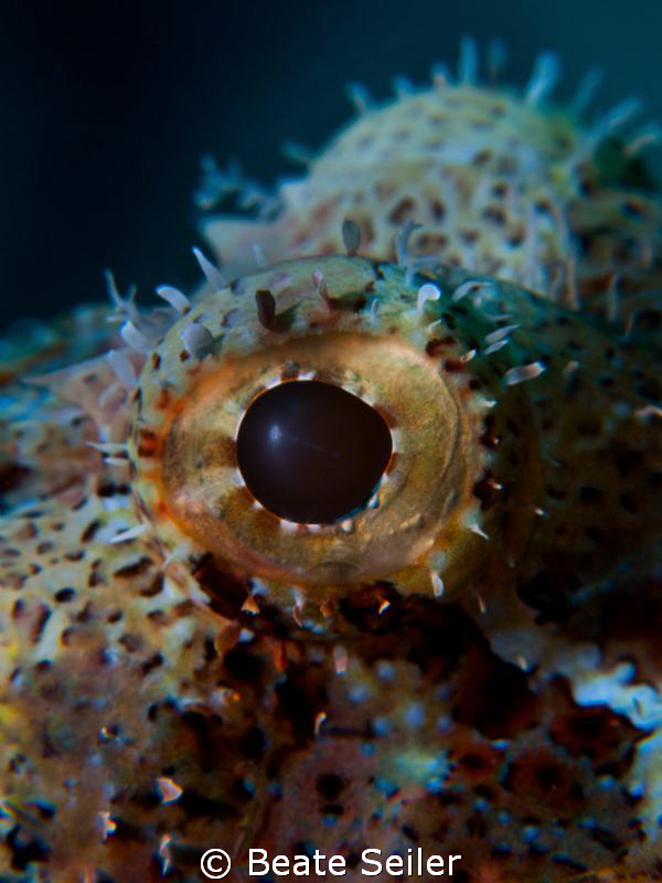 Eye of a Scorpionfish , taken with Canon G10 an UCL165 by Beate Seiler 