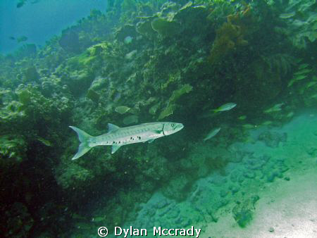 This Barracuda followed me around for about 5 minutes by Dylan Mccrady 