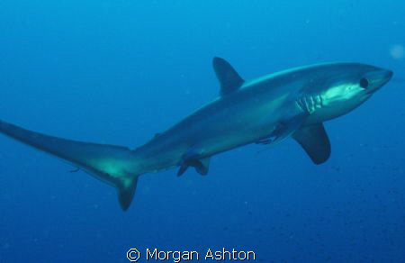 Thresher shark. Twelve minutes and 100 ft. into my first ... by Morgan Ashton 