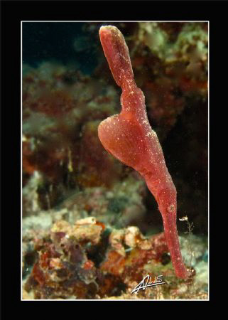 Halimeda - Robust Ghostpipe fish in SEAVENTURE reef, Mabu... by Adriano Trapani 
