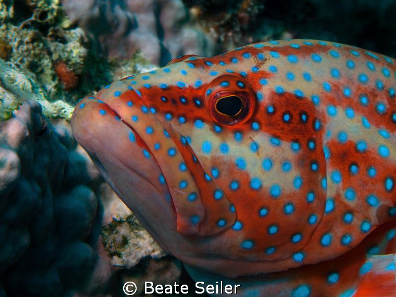 Coral Grouper, taken with Canon G10 and UCL165 by Beate Seiler 