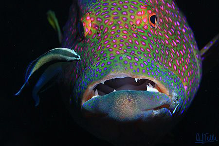 Cleaning goby on a viola grouper. by Arthur Telle Thiemann 
