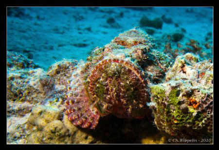 Sea Scorpion Fish @ Gubal Strait (scorpaena scirrosa) by Christophe Warpelin 