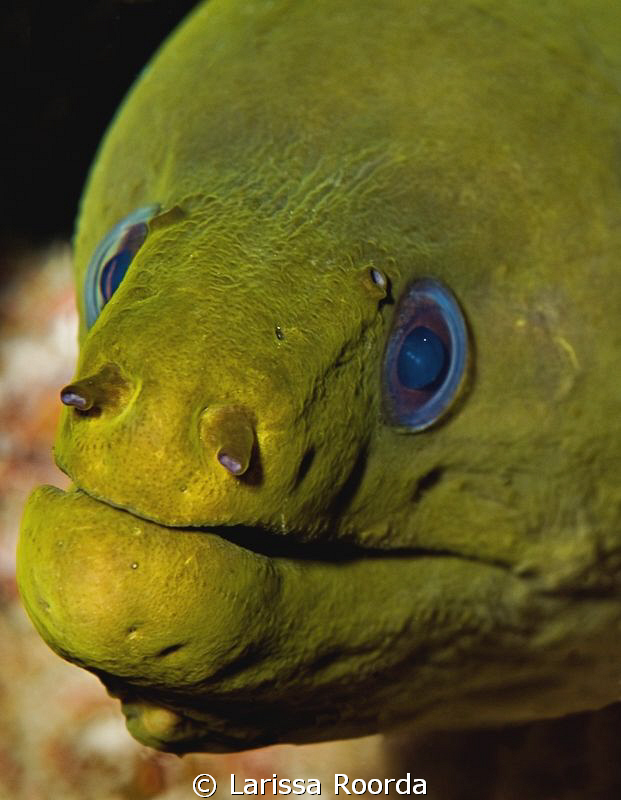 "Mr. Green"  Moray eel   105mm by Larissa Roorda 