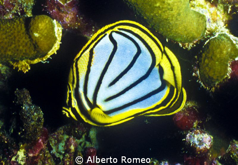 Portrait of a lined butterflyfish (Chaetodon meyeri) by Alberto Romeo 