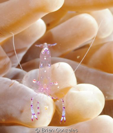 Anemone Shrimp, Truk Lagoon. by Brian Gonzales 