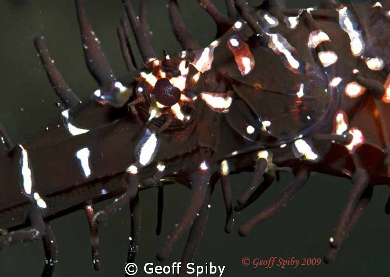 ghost pipefish eye by Geoff Spiby 