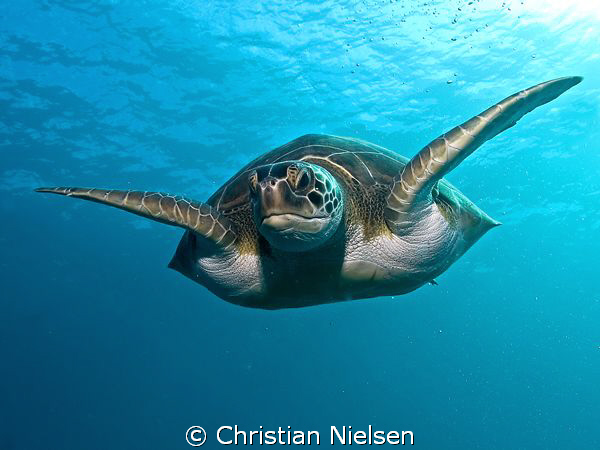Green Turtle in the descend.
Photo shot on El Puertito, ... by Christian Nielsen 