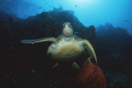 Turtle. Bunaken, Indonesia. Nikon F90X, 16mm by Pablo Pianta 