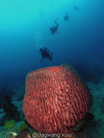 pot coral and divers by Jagwang Koo 