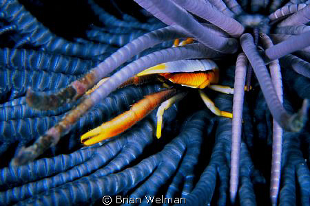 Squat Lobster in Feather Star by Brian Welman 