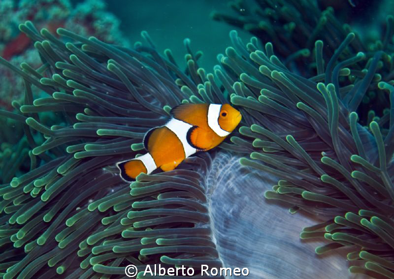 False  Clown Anemonefish  (Anphiprion percula) and his ma... by Alberto Romeo 