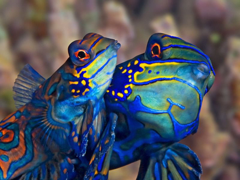 "Mating Mandarins"
From the house reef of Kasai Village,... by Henry Jager 