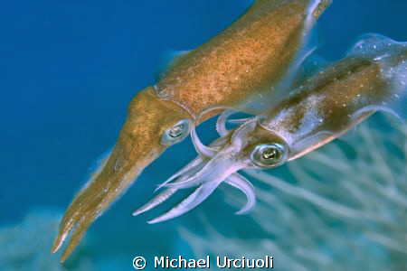 Reef Squid in the process of mating caught in mid water a... by Michael Urciuoli 