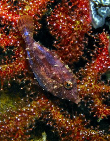 Juvenile Filefish trying to blend in with the soft coral by Paz Maria De Vera-Santos 