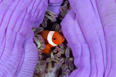 Clownfish , Sangalaki Indonesia by Roger Munns 